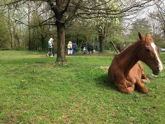 Ferme Apicole des Neuf Bonniers