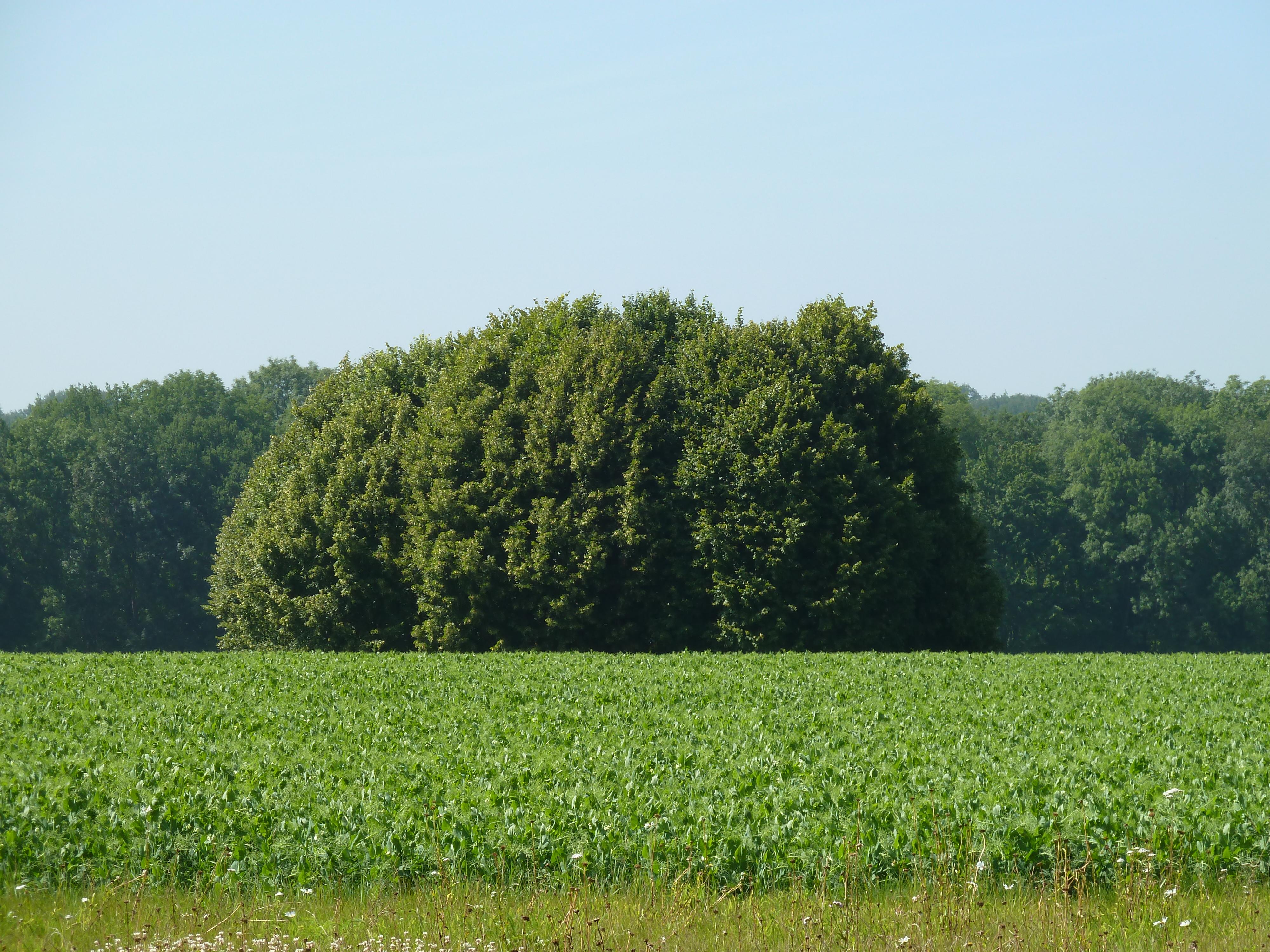 Tumulus van Havelange
