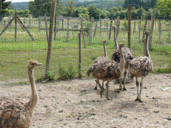 Doneu Ostrich Farm