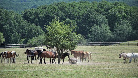 100 Chevaux Sur L'herbe
